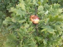 An unusual acorn...© Chris West