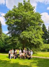 Group photo with champion Quercus arkansana in Bokrijk Arboretum