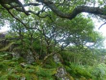 Quercus sp. Ardnamurchan Peninsula