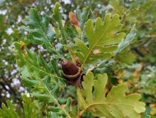 Quercus vulcanica acorn and leaves