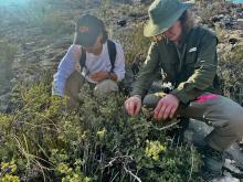 Lainey Kirshberger and Ryan Silver, students at Oklahoma State University, participated in the fieldwork and will lead the genetic and epigenetic analysis under the supervision of Dr. Antonio R. Castilla.