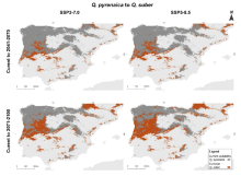 Figure 8 from Pasos et al. (2026) showing turnover from Quercus pyrenaica’s current suitable area to Q. suber under two climate scenarios (SSP3-7.0 and SSP5-8.5) and two time frames (2041–2070 and 2071–2100) Figure 8 from Pasos et al. (2026) showing turnover from Quercus pyrenaica’s current suitable area to Q. suber under two climate scenarios (SSP3-7.0 and SSP5-8.5) and two time frames (2041–2070 and 2071–2100)