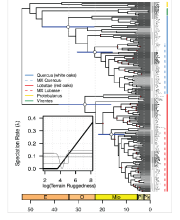 The amazing phylogenetic tree of some members of the genus Quercus The amazing phylogenetic tree of some members of the genus Quercus