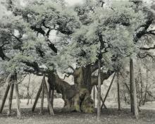 The Major Oak by Beth Moon The Major Oak by Beth Moon