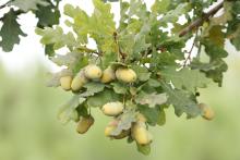 Quercus orocantabrica Quercus orocantabrica