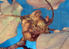 The gall formed by the asexual generation of Andricus coriarius on putative Q. robur, Wiesbaden, Hessen, Germany The gall formed by the asexual generation of Andricus coriarius on putative Q. robur, Wiesbaden, Hessen, Germany