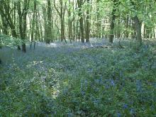 Spring in Wytham Woods © Paul Trafford. Reproduced under the Creative Commons Attribution 2.0 licence Spring in Wytham Woods © Paul Trafford. Reproduced under the Creative Commons Attribution 2.0 licence