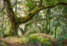A moss-covered oak (Quercus orocantabrica) in Mata de Albergaria, Peneda-Gerês National Park, Portugal  © Amit Zoran