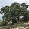 Quercus coccifera, 97 cm dbh and 15 m canopy spread