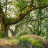A moss-covered oak (Quercus orocantabrica) in Mata de Albergaria, Peneda-Gerês National Park, Portugal  © Amit Zoran