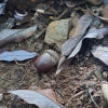 Quercus miyagii acorn and dried leaves